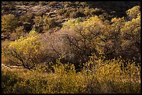 Fall foliage on creek and hill near Balconies. Pinnacles National Park, California, USA.