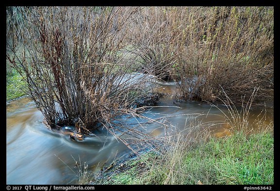 Chalone Creek flowing through reeds. Pinnacles National Park (color)