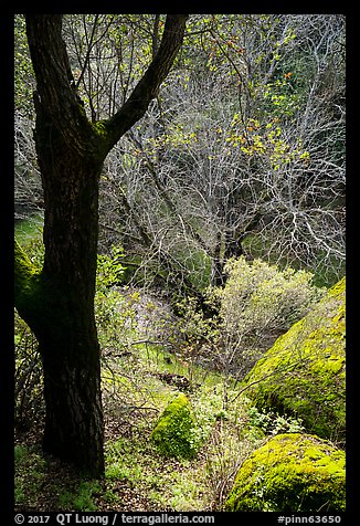 Forest in late winter and Bear Creek. Pinnacles National Park (color)