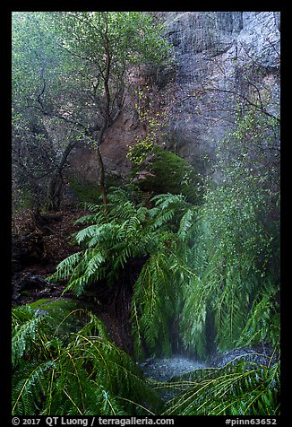 Lush vegetation at the base of Moses Spring. Pinnacles National Park (color)