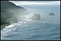 Morning mist on coast. Redwood National Park, California, USA.