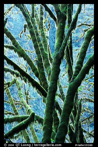 Moss-covered branches. Redwood National Park, California, USA.