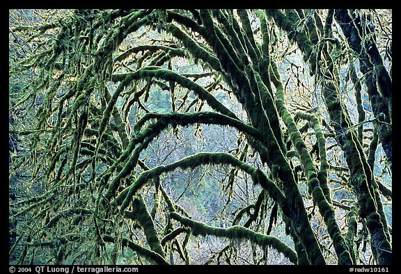 Moss-covered arching tree. Redwood National Park, California, USA.