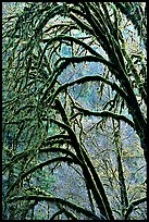 Moss-covered arching tree. Redwood National Park, California, USA.