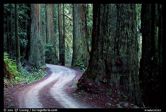 Twisting Howland Hill Road, Jedediah Smith Redwoods State Park. Redwood National Park, California, USA.