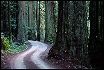 Twisting Howland Hill Road, Jedediah Smith Redwoods State Park. Redwood National Park, California, USA.