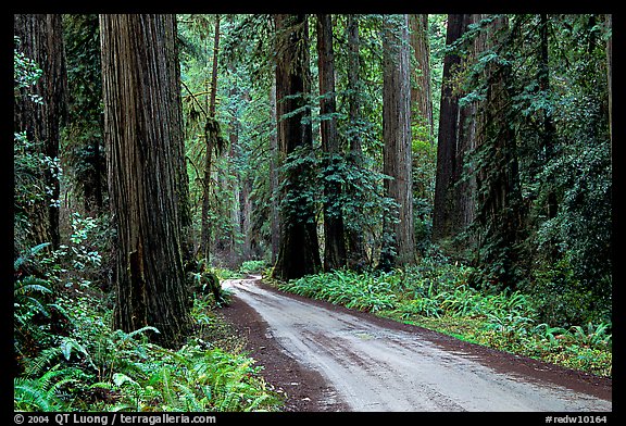 Gravel road, Howland Hill, Jedediah Smith Redwoods. Redwood National Park, California, USA.