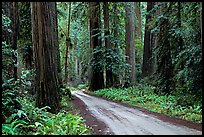 Gravel road, Howland Hill, Jedediah Smith Redwoods State Park. Redwood National Park, California, USA.