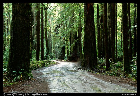 Back rood amongst redwood trees, Howland Hill, Jedediah Smith Redwoods. Redwood National Park, California, USA.