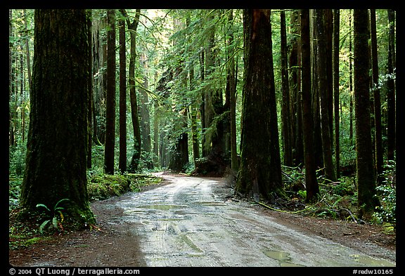 Back rood amongst redwood trees, Howland Hill, Jedediah Smith Redwoods State Park. Redwood National Park, California, USA.