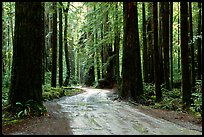 Back rood amongst redwood trees, Howland Hill, Jedediah Smith Redwoods State Park. Redwood National Park, California, USA.