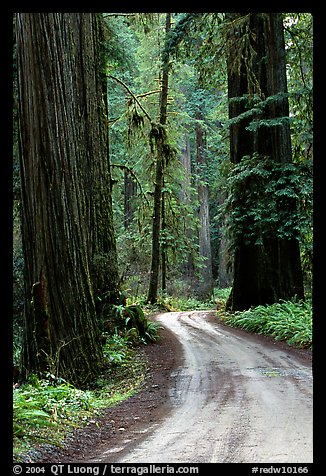 Winding Howland Hill Road, Jedediah Smith Redwoods State Park. Redwood National Park (color)
