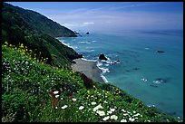 Wildflowers and Enderts Beach. Redwood National Park, California, USA.