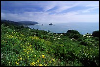 Wildflowers and Ocean near Klamath overlook. Redwood National Park, California, USA. (color)