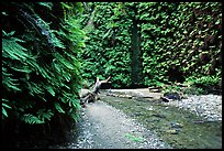 Fern Canyon with Fern-covered walls. Redwood National Park, California, USA. (color)