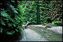 Fern Canyon with Fern-covered walls, Prairie Creek Redwoods State Park. Redwood National Park, California, USA.