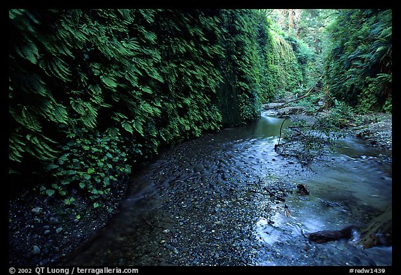 Fern-covered walls, Fern Canyon, Prairie Creek Redwoods State Park. Redwood National Park (color)