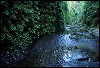 Fern-covered walls, Fern Canyon, Prairie Creek Redwoods State Park. Redwood National Park, California, USA.