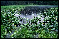 Pond with water plants. Redwood National Park ( color)