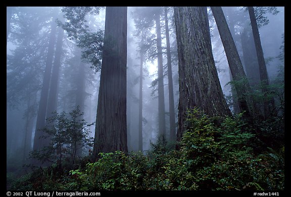 Looking up tall coast redwoods (Sequoia sempervirens) in fog, Del Norte Redwoods State Park. Redwood National Park, California, USA.