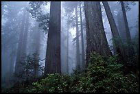 Looking up tall coast redwoods (Sequoia sempervirens) in fog, Del Norte Redwoods State Park. Redwood National Park, California, USA.