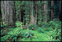 Ferns, redwoods, Del Norte. Redwood National Park, California, USA. (color)