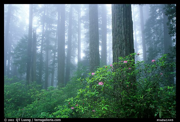 Rododendrons, tall coast redwoods, and fog, Del Norte Redwoods State Park. Redwood National Park, California, USA.