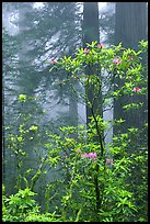 Rododendrons, coast redwoods, and fog, Del Norte. Redwood National Park, California, USA. (color)