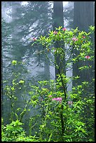 Rododendrons, coast redwoods, and fog, Del Norte Redwoods State Park. Redwood National Park, California, USA.