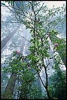 Looking upwards redwood forest in fog through rododendrons, Del Norte Redwoods State Park. Redwood National Park, California, USA.