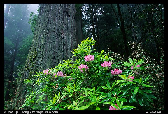 Rododendrons in bloom and thick redwood tree, Del Norte Redwoods State Park. Redwood National Park, California, USA.