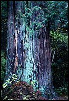 Redwood trunk (scientific name: sequoia sempervirens). Redwood National Park, California, USA.