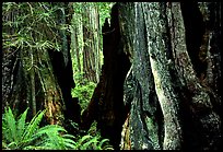 Hollowed redwood tree and ferns, Del Norte Redwoods State Park. Redwood National Park, California, USA.