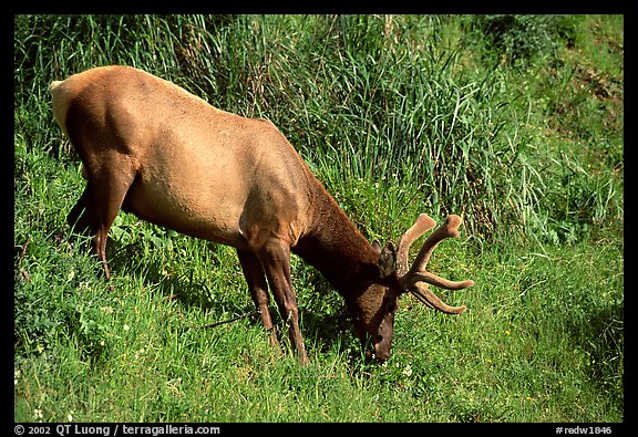 Roosevelt Elk,  Prairie Creek Redwoods State Park. Redwood National Park (color)