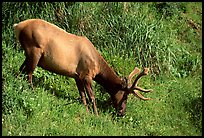 Roosevelt Elk, Prairie Creek. Redwood National Park, California, USA. (color)