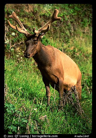 Roosevelt Elk near Gold Bluffs, Prairie Creek Redwoods State Park. Redwood National Park (color)