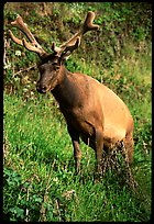Roosevelt Elk near Gold Bluffs, Prairie Creek Redwoods State Park. Redwood National Park ( color)