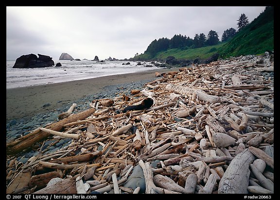 Driftwood, Hidden Beach. Redwood National Park (color)