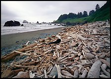 Driftwood, Hidden Beach. Redwood National Park, California, USA.