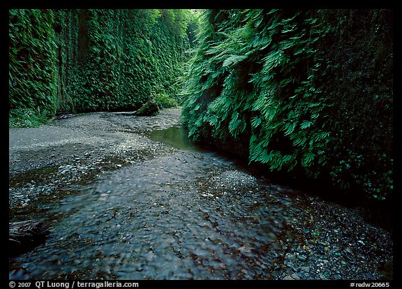 Narrow Fern Canyon with stream and walls covered with ferms, Prairie Creek Redwoods State Park. Redwood National Park, California, USA.