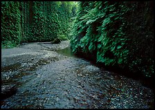 Narrow Fern Canyon with stream and walls covered with ferms,. Redwood National Park, California, USA. (color)