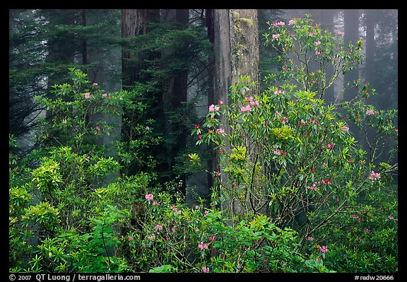 Rhododendrons in coastal redwood forest with fog, Del Norte Redwoods State Park. Redwood National Park, California, USA.