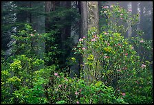 Rhododendrons in coastal redwood forest with fog, Del Norte Redwoods State Park. Redwood National Park, California, USA.