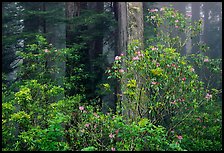 Rhododendrons in coastal redwood forest with fog. Redwood National Park, California, USA. (color)