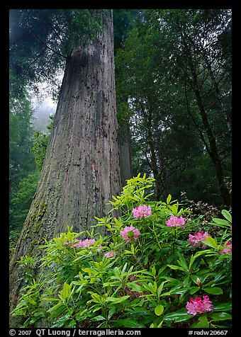 Rhododendron flowers at base of large redwood tree, Del Norte Redwoods State Park. Redwood National Park (color)