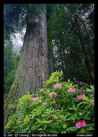 Rhododendron flowers at  base of large redwood tree. Redwood National Park, California, USA.