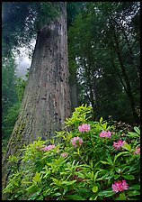 Rhododendron flowers at base of large redwood tree, Del Norte Redwoods State Park. Redwood National Park, California, USA.