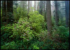 Rododendrons in bloom in redwood grove, Del Norte Redwoods State Park. Redwood National Park, California, USA.
