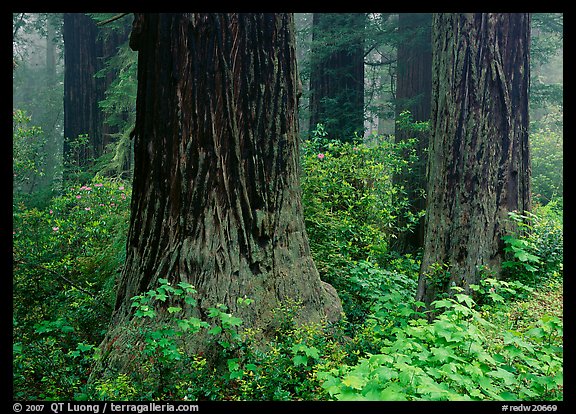 Redwood (scientific name: sequoia sempervirens) trunks in fog, Del Norte Redwoods State Park. Redwood National Park, California, USA.