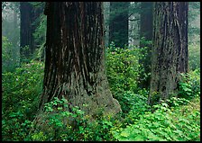 Redwood (scientific name: sequoia sempervirens) trunks in fog. Redwood National Park, California, USA. (color)